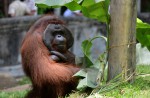 Orangutans lose their homes in forest fires  - 1