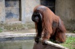 Orangutans lose their homes in forest fires  - 2