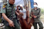 Orangutans lose their homes in forest fires  - 3