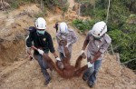 Orangutans lose their homes in forest fires  - 5