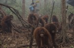 Orangutans lose their homes in forest fires  - 6