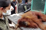 Orangutans lose their homes in forest fires  - 7