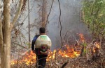 Orangutans lose their homes in forest fires  - 10