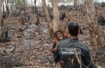 Orangutans lose their homes in forest fires  - 14