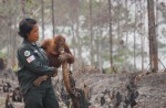 Orangutans lose their homes in forest fires  - 12