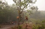 Orangutans lose their homes in forest fires  - 13