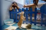 Hong Kong's rabbit cafe - 5