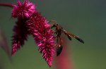 Wildlife that could be affected by the Cross Island Line - 8