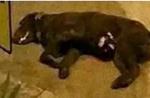 Dog believed to have fallen to death from HDB block - 3