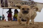 Missing dog leaves desert athlete heartbroken - 3