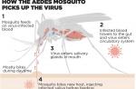 What is the Zika virus? - 1