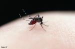 Myths about the Aedes mosquito and dengue - 0