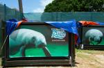 Preparing River Safari's manatees for journey to Caribbean - 2