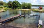 Preparing River Safari's manatees for journey to Caribbean - 4