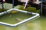 Preparing River Safari's manatees for journey to Caribbean - 3