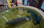 Preparing River Safari's manatees for journey to Caribbean - 6