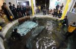 Preparing River Safari's manatees for journey to Caribbean - 8