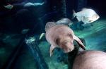 Preparing River Safari's manatees for journey to Caribbean - 18