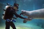 Preparing River Safari's manatees for journey to Caribbean - 21