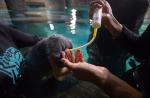 Preparing River Safari's manatees for journey to Caribbean - 20