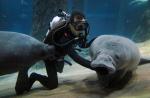 Preparing River Safari's manatees for journey to Caribbean - 22