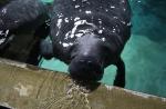 Preparing River Safari's manatees for journey to Caribbean - 25