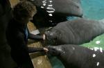 Preparing River Safari's manatees for journey to Caribbean - 27