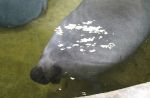 Baby manatee abandoned from birth becomes animal icon - 16