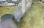 Baby manatee abandoned from birth becomes animal icon - 17