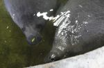 Baby manatee abandoned from birth becomes animal icon - 18