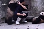 Cute pandas in China zoo get zookeeper in a tangle - 3