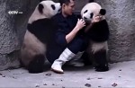 Cute pandas in China zoo get zookeeper in a tangle - 2