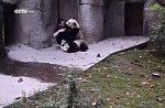 Cute pandas in China zoo get zookeeper in a tangle - 1