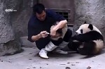 Cute pandas in China zoo get zookeeper in a tangle - 5