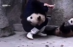 Cute pandas in China zoo get zookeeper in a tangle - 4