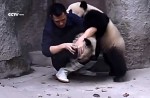 Cute pandas in China zoo get zookeeper in a tangle - 6