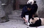 Cute pandas in China zoo get zookeeper in a tangle - 9