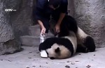 Cute pandas in China zoo get zookeeper in a tangle - 7