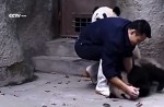 Cute pandas in China zoo get zookeeper in a tangle - 8