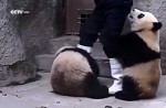 Cute pandas in China zoo get zookeeper in a tangle - 12