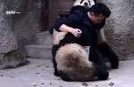 Cute pandas in China zoo get zookeeper in a tangle - 10