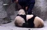 Cute pandas in China zoo get zookeeper in a tangle - 11