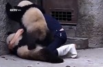 Cute pandas in China zoo get zookeeper in a tangle - 14