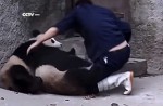 Cute pandas in China zoo get zookeeper in a tangle - 15