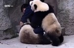 Cute pandas in China zoo get zookeeper in a tangle - 13