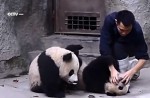 Cute pandas in China zoo get zookeeper in a tangle - 19