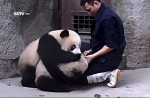 Cute pandas in China zoo get zookeeper in a tangle - 16