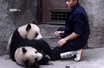 Cute pandas in China zoo get zookeeper in a tangle - 17