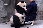 Cute pandas in China zoo get zookeeper in a tangle - 18