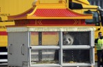 2 giant pandas arrive in Belgium on loan from China - 6